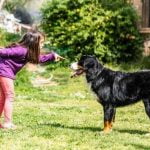 How to Make Your Own Dog Training Treats Easy DIY Recipe for Tasty Rewards