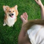 How Much Does a Therapy Dog Trainer Make How much does a therapy dog trainer make Average salary, training costs, and earnings potential