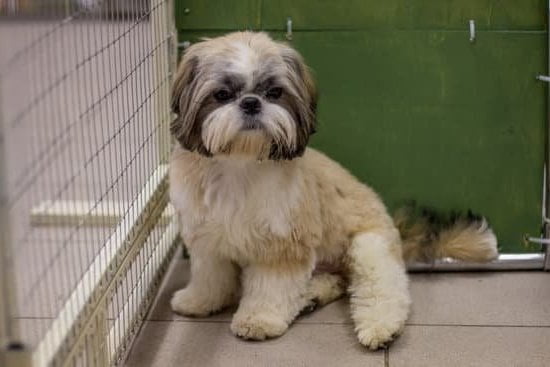 How Long to Keep Dog in Crate Training 1 Gradually Increase Time in Crate for Best Results