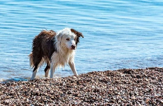 How Are Rescue Dogs Trained 1 A comprehensive guide to the training process and techniques used