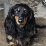 How to Train a Puppy to be a Protection Dog - Step-by-step guide for developing a loyal guardian