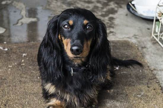 How to Train a Puppy to Be a Protection Dog 1 How to Train a Puppy to be a Protection Dog - Step-by-step guide for developing a loyal guardian