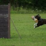 How to Train a Dog to Pick Up Things Teach Retrieval Skills