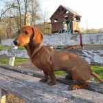 How to Train a Dog for Pheasant Hunting Step-by-step guide on how to train a dog for pheasant hunting