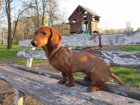 How to Train a Dog for Pheasant Hunting 1 Step-by-step guide on how to train a dog for pheasant hunting