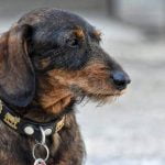 What Is Negative Punishment Dog Training Utilizing gentle methods for behavior modification