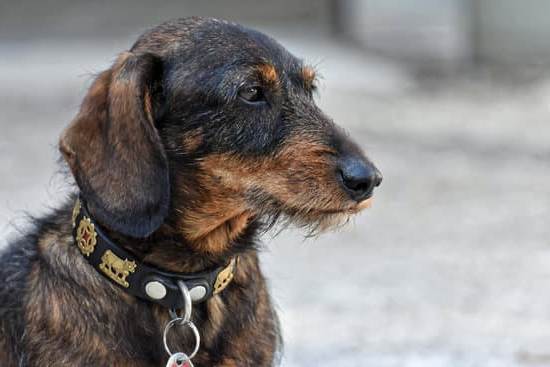 What Is Negative Punishment Dog Training 1 Utilizing gentle methods for behavior modification