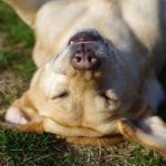 How to train a dog on a slip lead