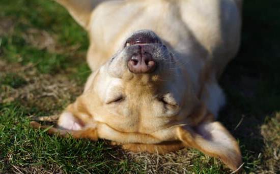 How to train a dog on a slip lead