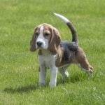 Effective Methods for How to Train Dogs to Not Bark at Everything