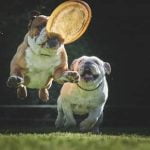 Learn how to become a certified dog trainer in Texas with hands-on training