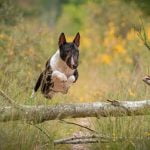 How Do You Train Sheep Dogs The Best Methods for Success