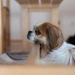 Will a Spray Bottle Help Train a Dog Using a spray bottle as a deterrent to help train a dog can be effective