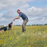 What Is Platform Training for Dogs teaching pups to stand on elevated surfaces for obedience and agility exercises