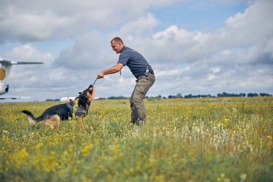 teaching pups to stand on elevated surfaces for obedience and agility exercises