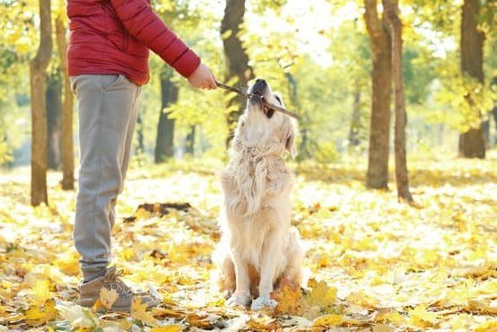 Do Miltiary Dogs Go Theough Training to Become More Civilized 1 Military dogs undergo specialized training for improved behavior