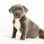 How to Train Your Dog Not to Jump on Cars Become a responsible pet owner by learning how to train your dog not to jump on cars