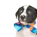 How to Train Your Dog to Find Your Keys How to teach your dog to find your keys using positive reinforcement