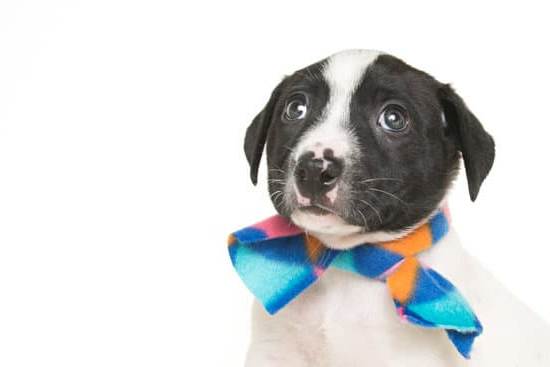 How to teach your dog to find your keys using positive reinforcement