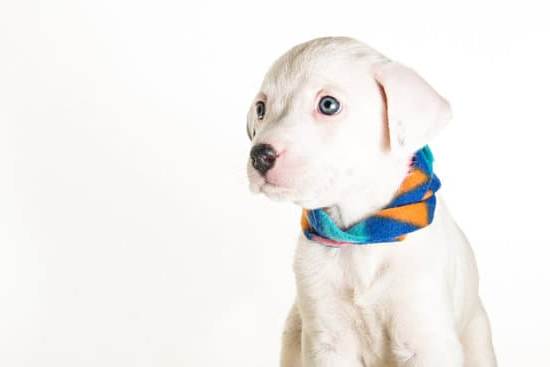 How to Train Dog to Use Training Pads 1 Step-by-step guide on how to train dog to use training pads effectively