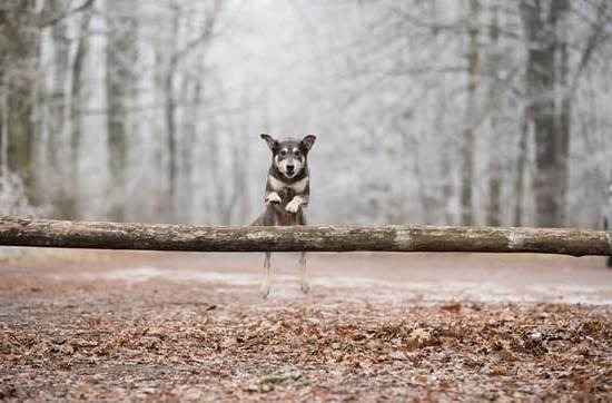 Can Dogs Be Trained to Use the Bathroom 1 Tips for teaching your canine companion bathroom manners
