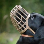 Techniques for How to Train a Dog with Leash Aggression Through Positive Reinforcement