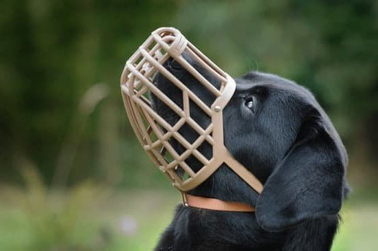 Techniques for How to Train a Dog with Leash Aggression Through Positive Reinforcement