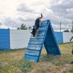 How Much Does It Cost to Train a Cow Dog how much does it cost to train a cow dog