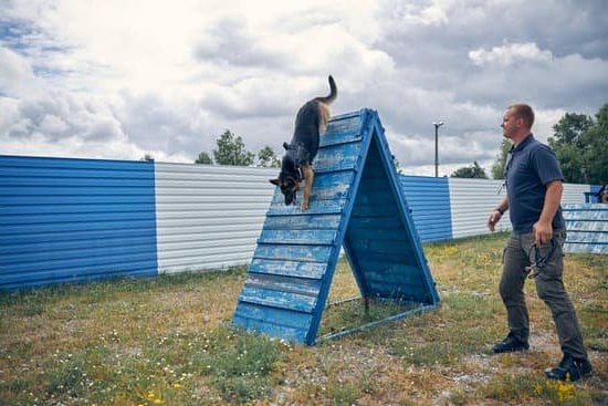 how much does it cost to train a cow dog