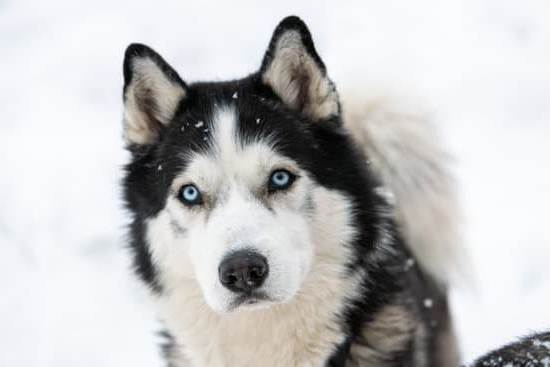 Step-by-step guide on how to train your dog to drop something on command