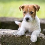 How to Train Multiple Dogs at Once utilizing group commands and consistent reinforcement for success