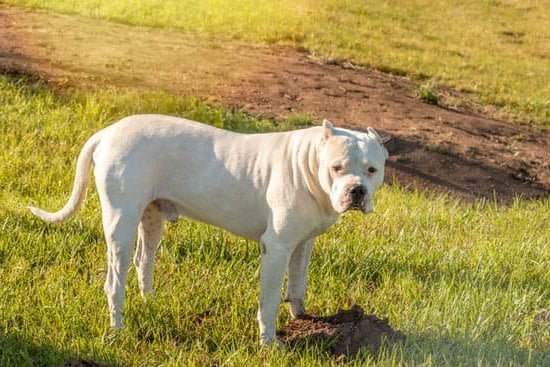 Where to Buy Dog Training Clothes 1 Explore online pet stores for WHERE TO BUY DOG TRAINING CLOTHES that best fit your furry friend
