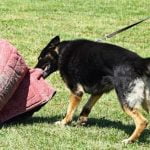 How to Leash Train Your Dog Cesar Millan Step-by-step guide on how to leash train your dog, Cesar Millan's method