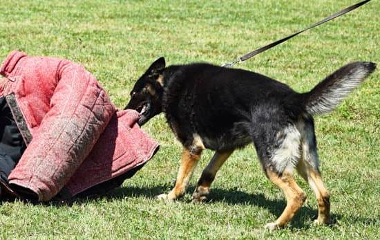 How to Leash Train Your Dog Cesar Millan 1 Step-by-step guide on how to leash train your dog, Cesar Millan's method