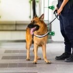 What Does Hop Up Mean in Dog Training 'Hop up' in dog training means teaching the dog to jump onto a designated surface on command