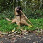 Obedience, Socialization, and Exercise Techniques