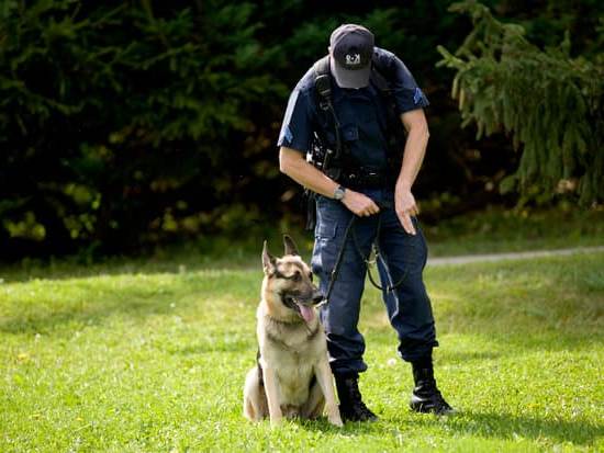 Effective Methods for Happy Canines