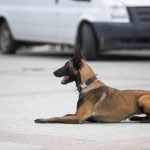 How to Train a Dog to Find Things by Smell Step-by-step guide on how to train a dog to find things by smell using positive reinforcement
