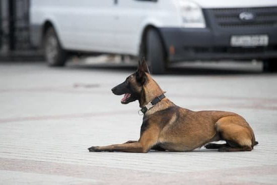 How to Train a Dog to Find Things by Smell 1 Step-by-step guide on how to train a dog to find things by smell using positive reinforcement