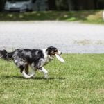 what is the easiest dog to train yahoo answers