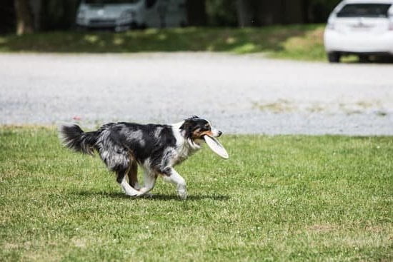 what is the easiest dog to train yahoo answers