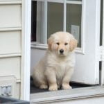 How to House Train My 1 Year Old Dog Step-by-step guide on how to house train my 1-year-old dog