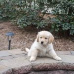 How Do You Train a Dog to Scent Positive reinforcement, consistency, and patience are key for success