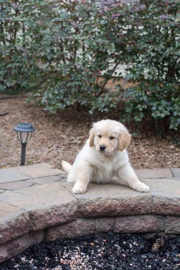 Positive reinforcement, consistency, and patience are key for success