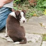 How to Train a Dog Not to Lick Everything How to train a dog not to lick everything