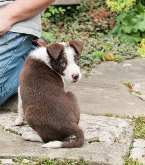 How to Train a Dog Not to Lick Everything 1 How to train a dog not to lick everything