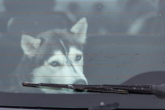 How Do I Train My Dog to Come on Command 1 HOW DO I TRAIN MY DOG TO COME ON COMMAND