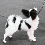 How to Train Your Dog to Go Toilet Outside How to train your dog to go toilet outside