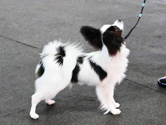 How to train your dog to go toilet outside