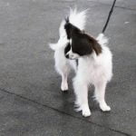 How to Train a Dog to Fetch Step by Step Step-by-step guide on how to train a dog to fetch using positive reinforcement